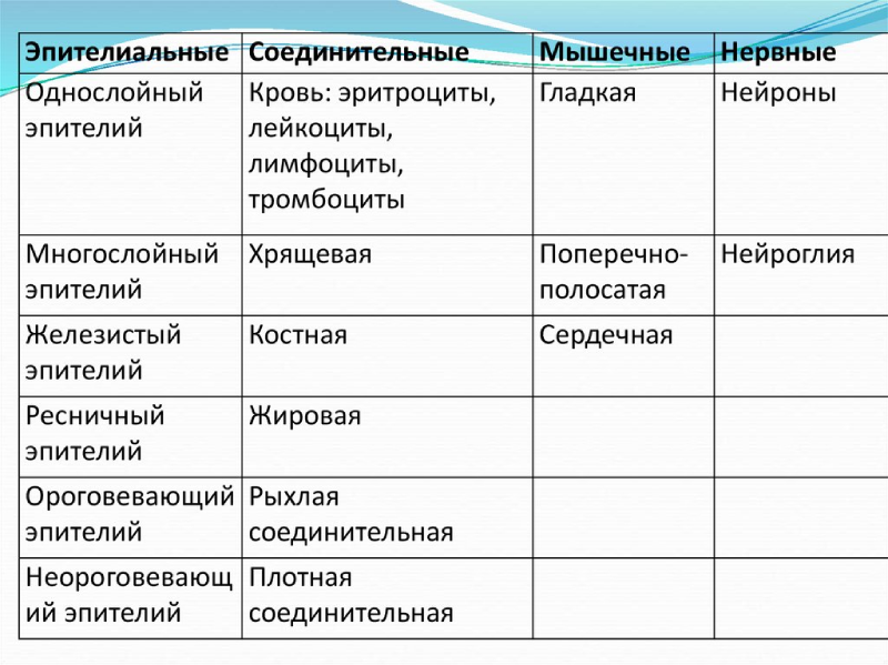 Типы животных тканей