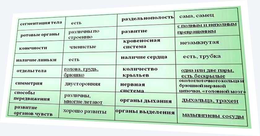 Общая характеристика класса насекомых