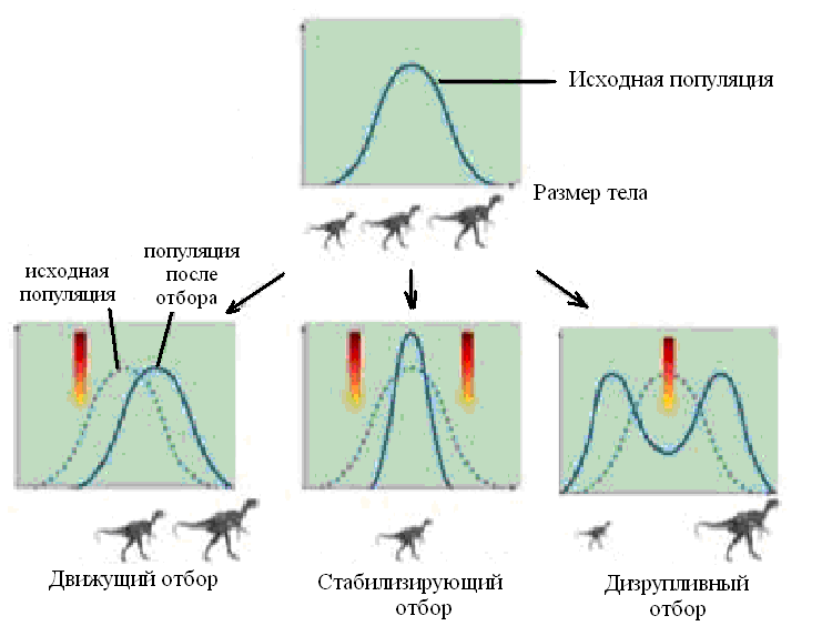 Формы естественного отбора и схемы