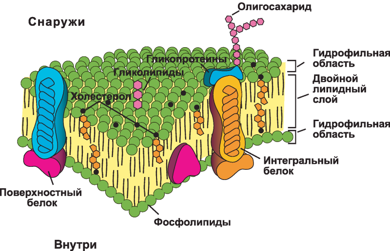 Особенности строения клеточной мембраны