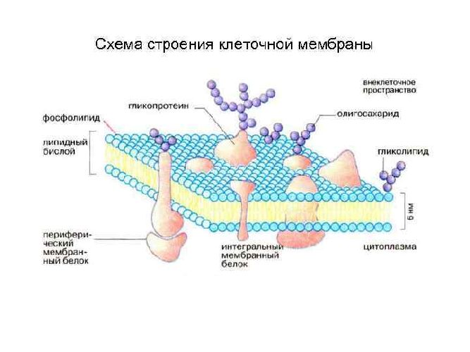 Внутреннее строение бактерий
