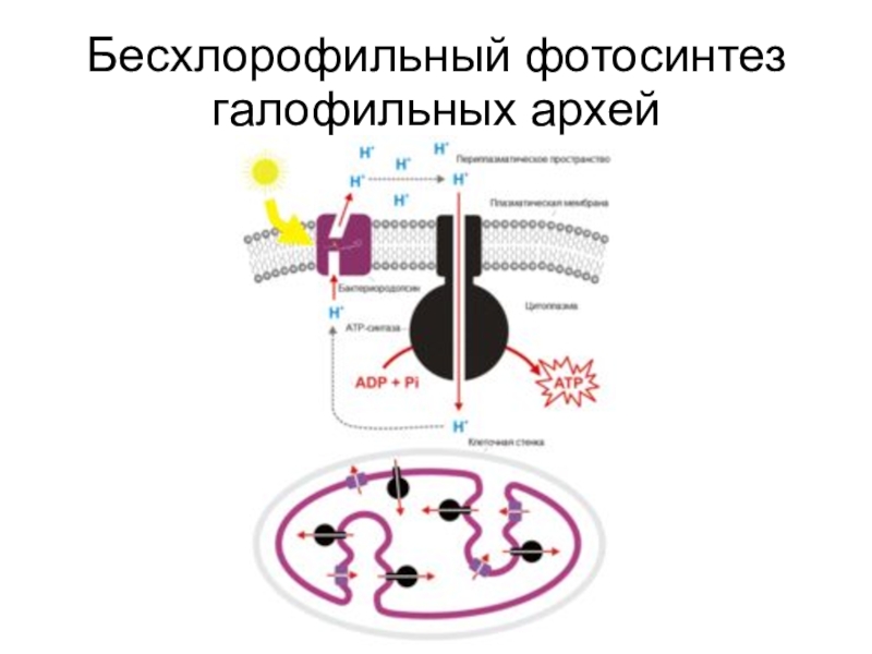 Отличительные характеристики бактериального фотосинтеза