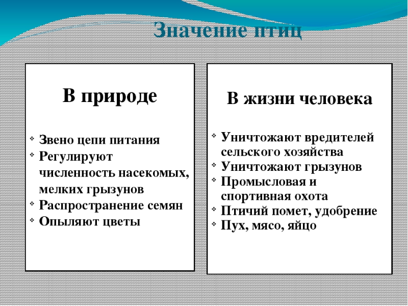 Значение птиц в природе и жизни человека