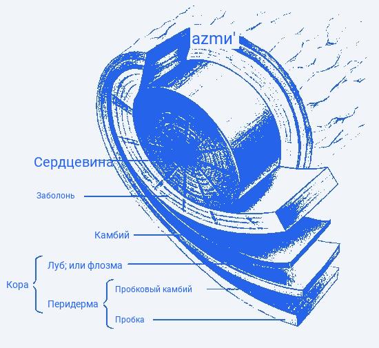 Особенности внутреннего строения стебля