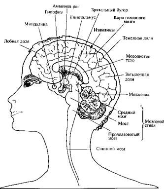 Структура головного мозга