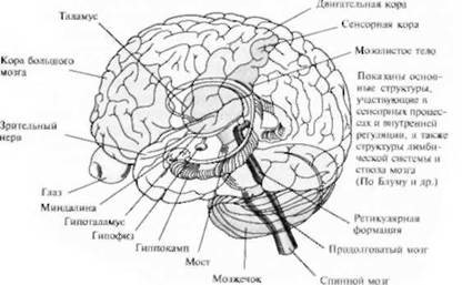 Разделы головного мозга человека