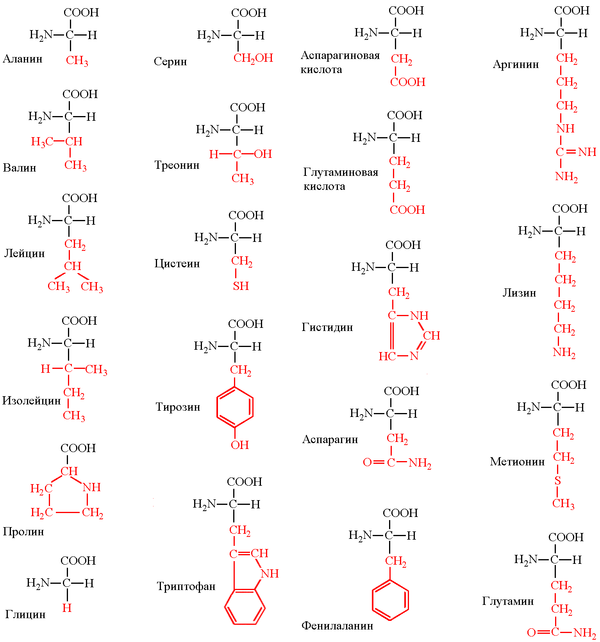 Химические формулы аминокислот