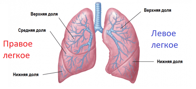 Анатомия лёгких иллюстрации : нормальная анатомия | e-Anatomy