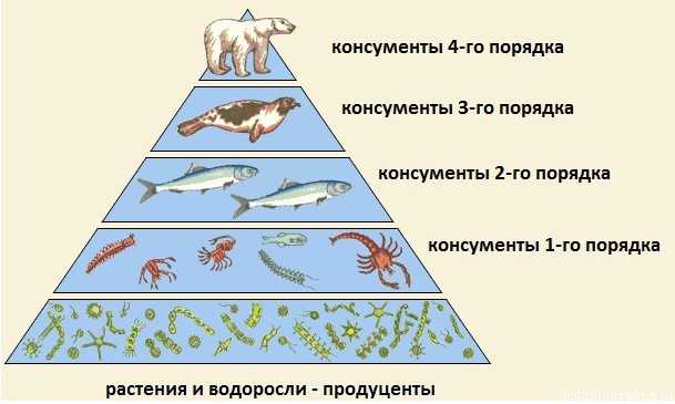 Экологическая пирамида