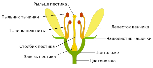 Строение цветка и основные его части, формула и диаграмма цветка