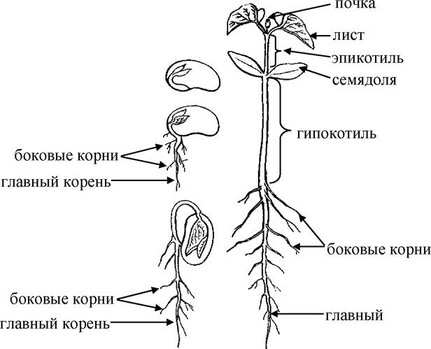 Отличия однодольных и двудольных растений