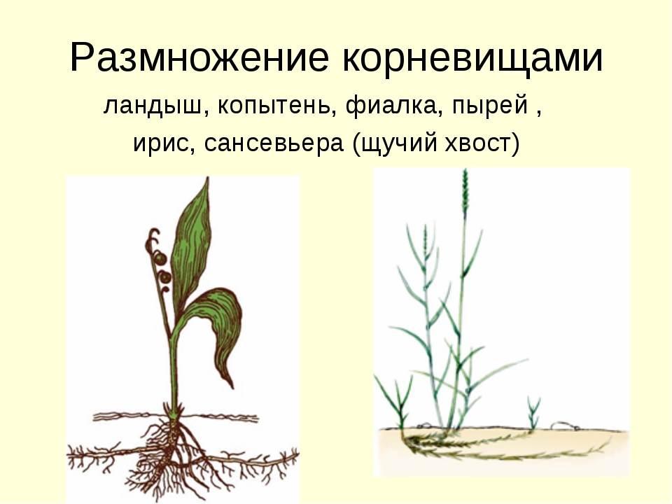 Виды вегетативного размножения с примерами