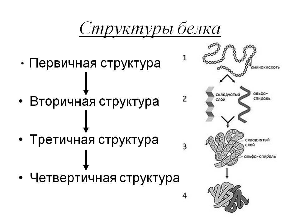 Четвертичная структура белка
