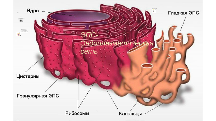 Строение эндоплазматической сети