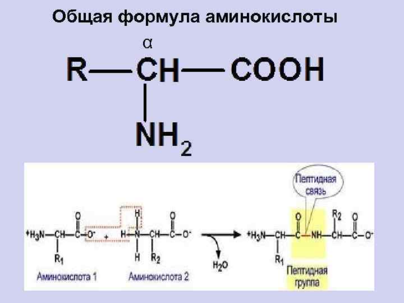 Химическая структура и свойства аминокислот