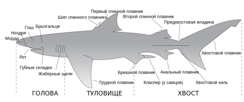 Анатомия рыбы