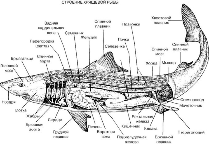 Почему рыбы имеют замкнутую кровеносную систему: особенности строения и функции