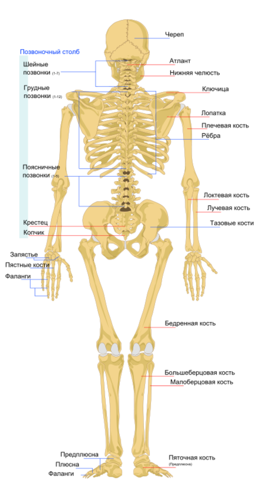 Особенности отделов скелета человека