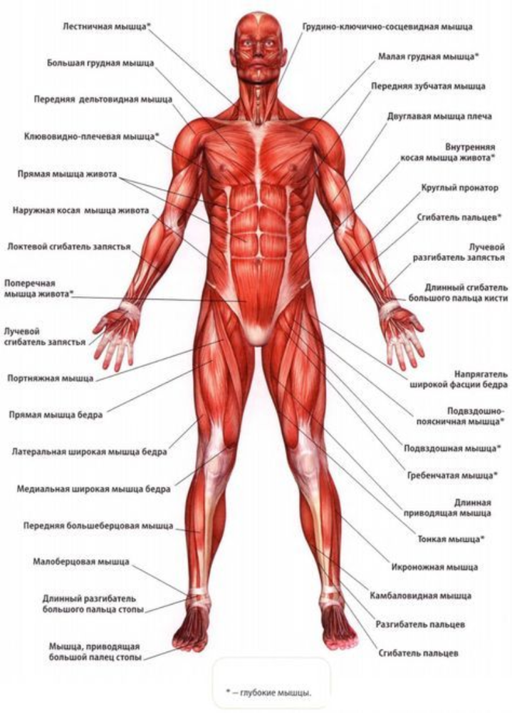 Форма и размеры мышц