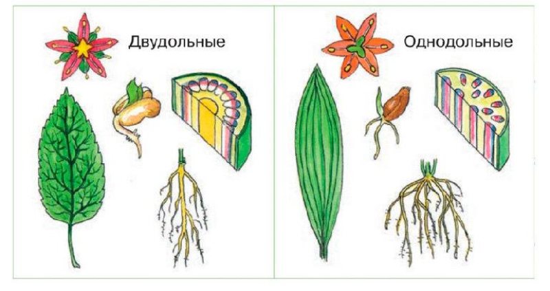 Основные семейства двудольных и однодольных растений